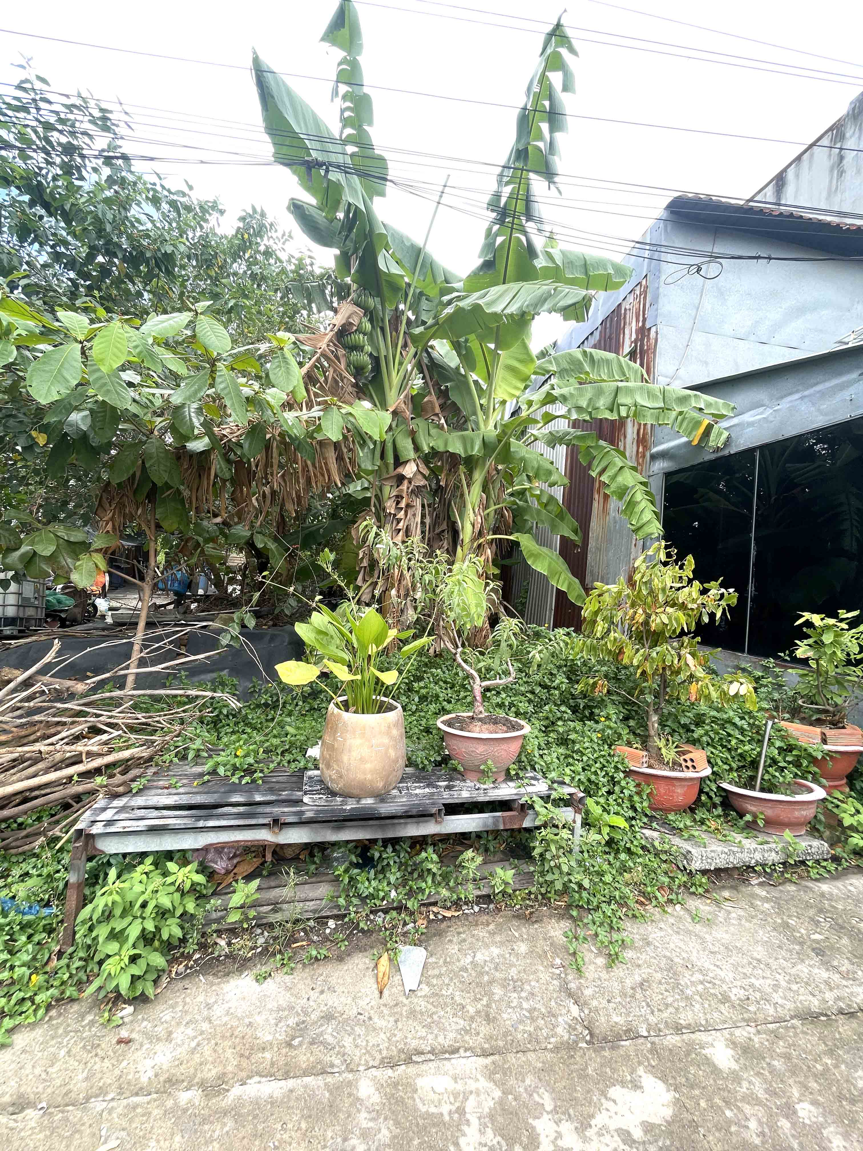 Bán Đất Trường Thọ – Xe Hơi Vào Tận Nơi – 163m² Full Thổ – Nở Hậu Đẹp – Chỉ 43tr/m²! - Ảnh 2
